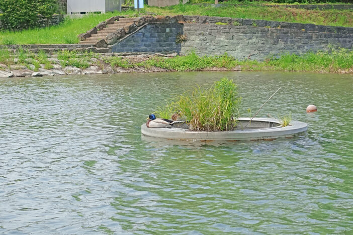 鴨島公園のいきもの