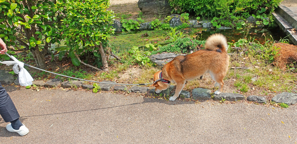 鴨島公園で散歩