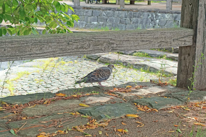 鴨島公園のいきもの