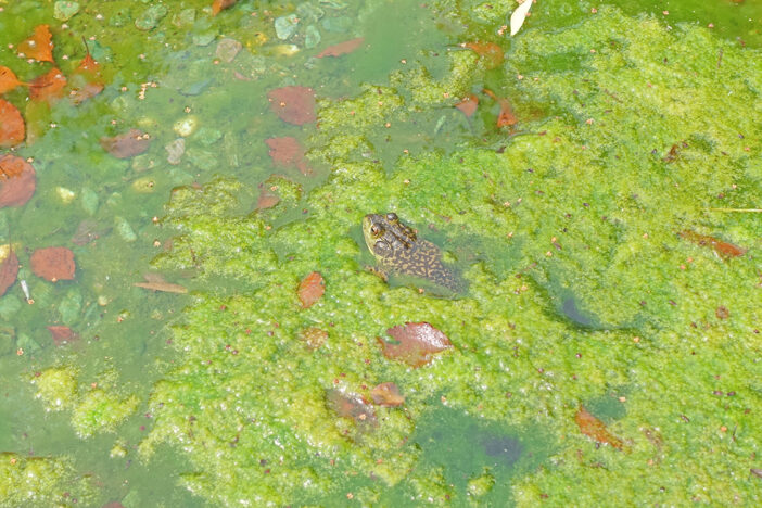 鴨島公園のいきもの