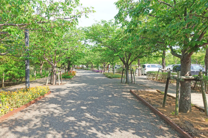 鳴門ウチノ海総合公園の並木道