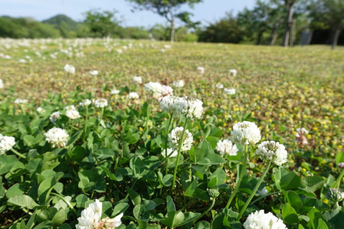 ウチノ海総合公園のシロツメクサ