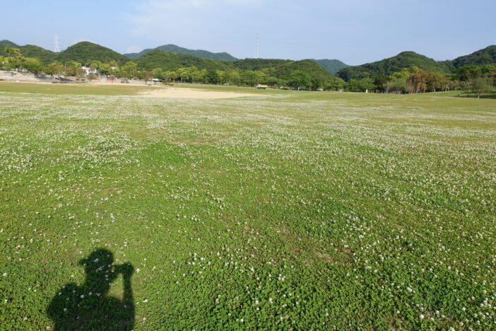 ウチノ海総合公園のシロツメクサ