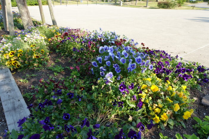 鳴門ウチノ海総合公園の花