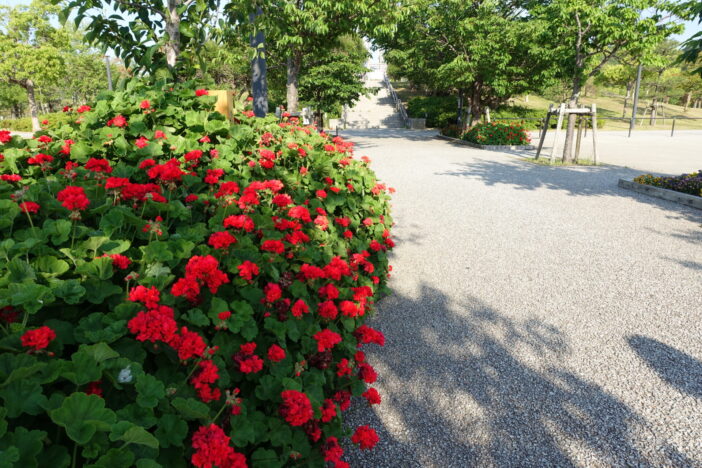 鳴門ウチノ海総合公園の花