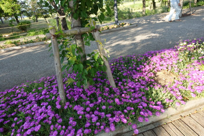 鳴門ウチノ海総合公園の花