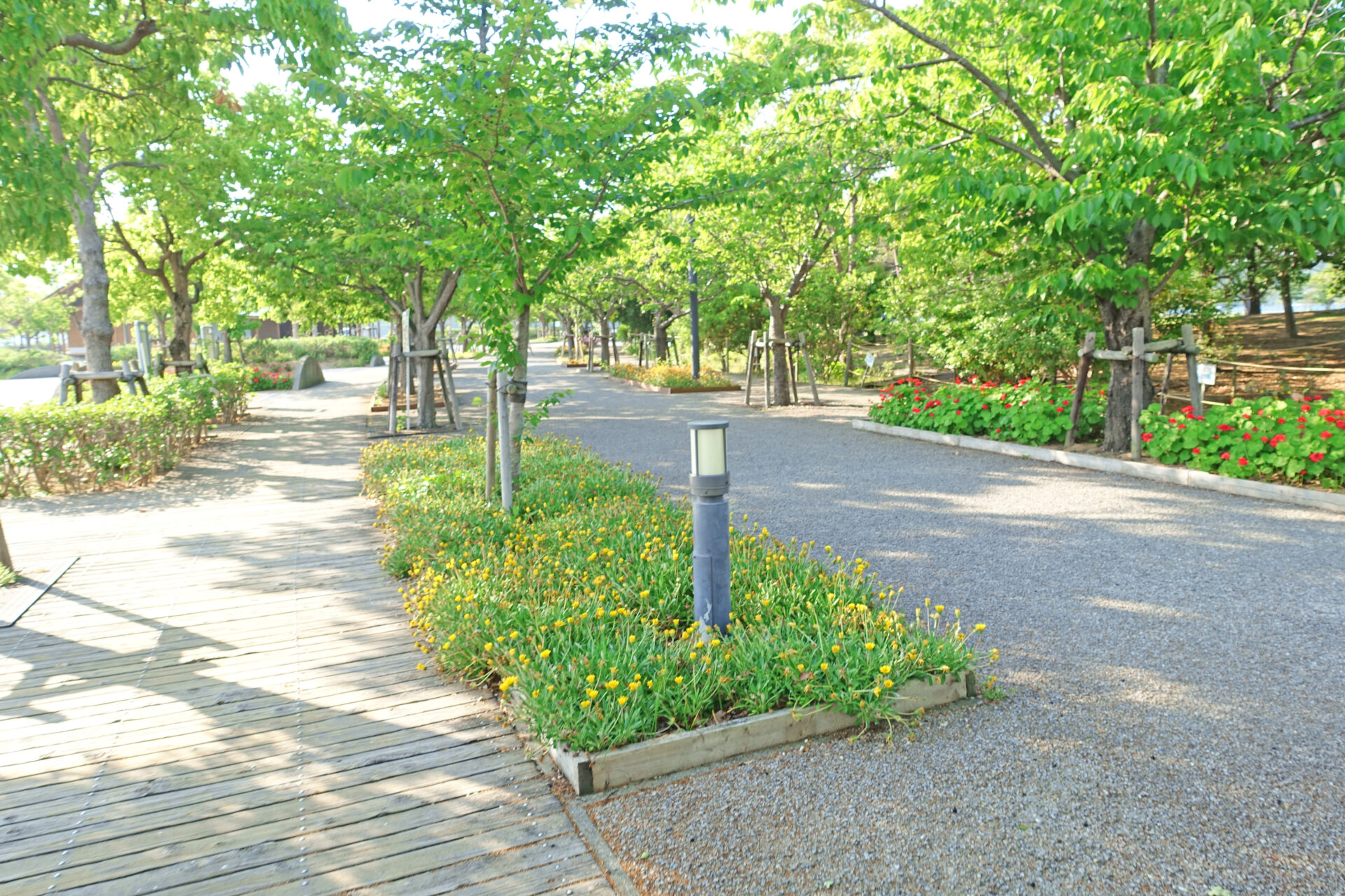 鳴門ウチノ海総合公園の並木道