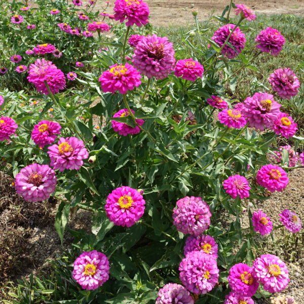 ウチノ海総合公園のお花畑