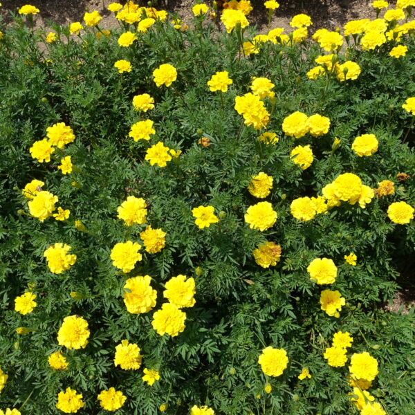 ウチノ海総合公園のお花畑