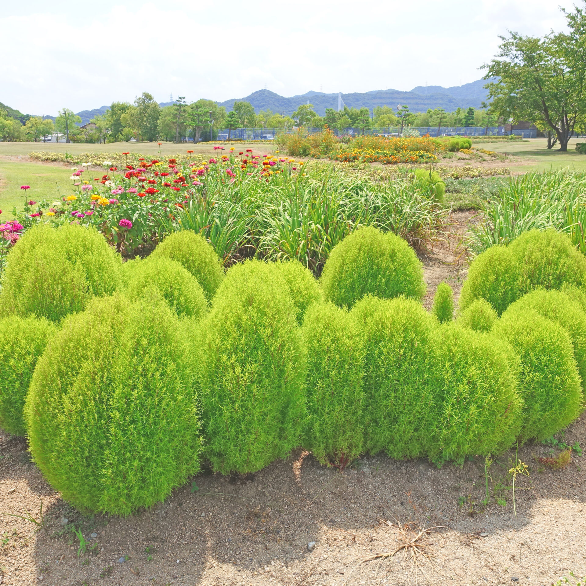 ウチノ海総合公園のお花畑