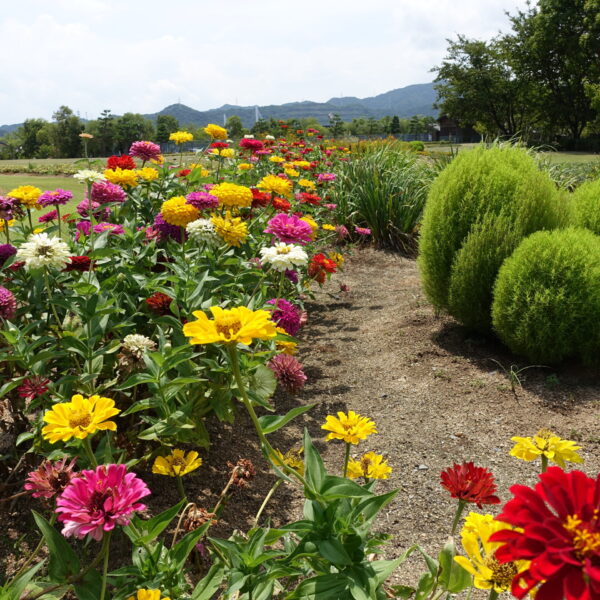 ウチノ海総合公園のお花畑