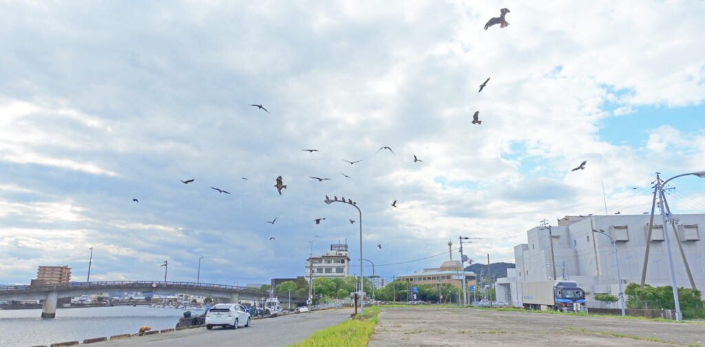 しおかぜ公園のトンビ