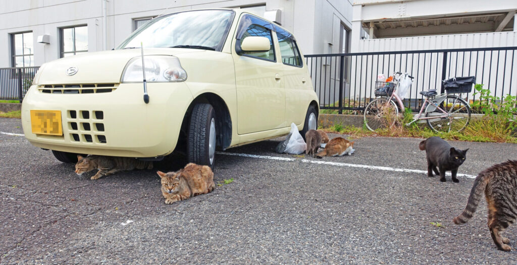 しおかぜ公園の地域猫