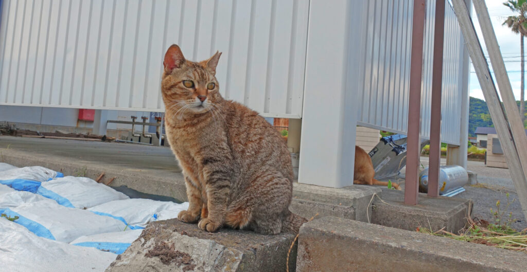 しおかぜ公園のネコ