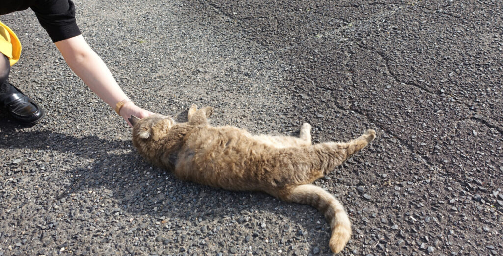 しおかぜ公園のネコ