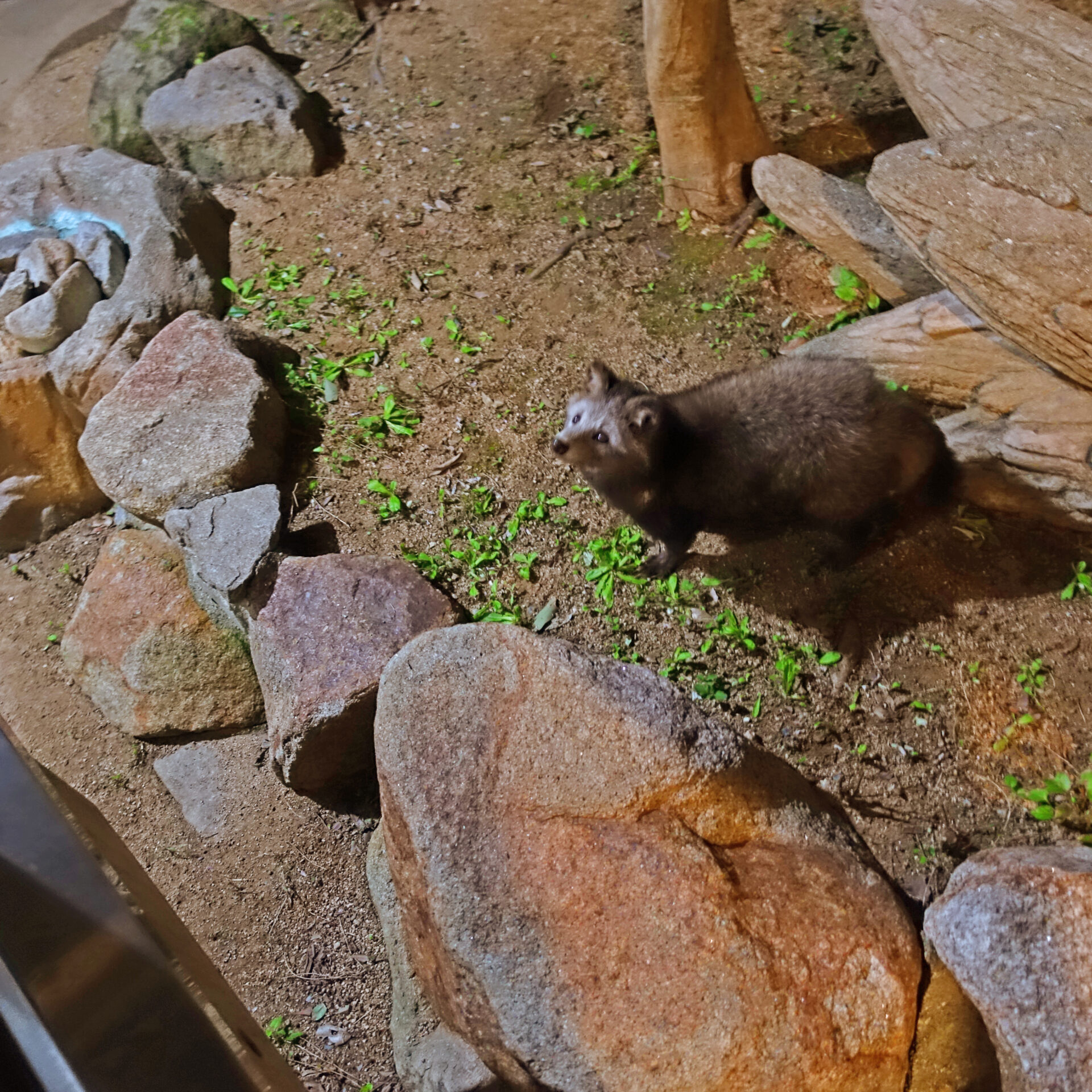 夜の動物園のたぬき