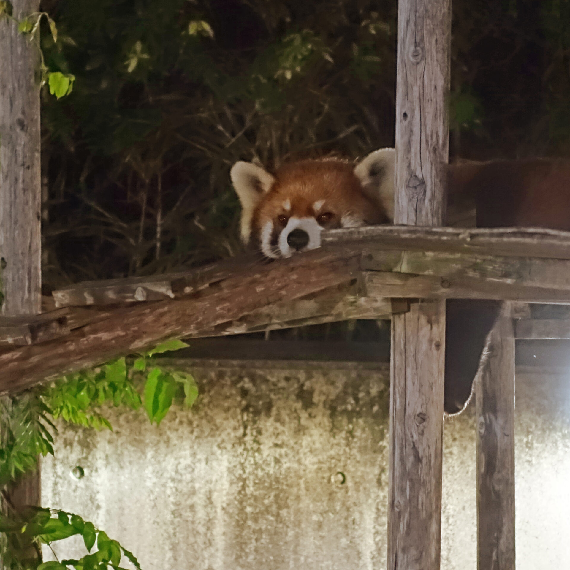 夜の動物園のレッサーパンダ