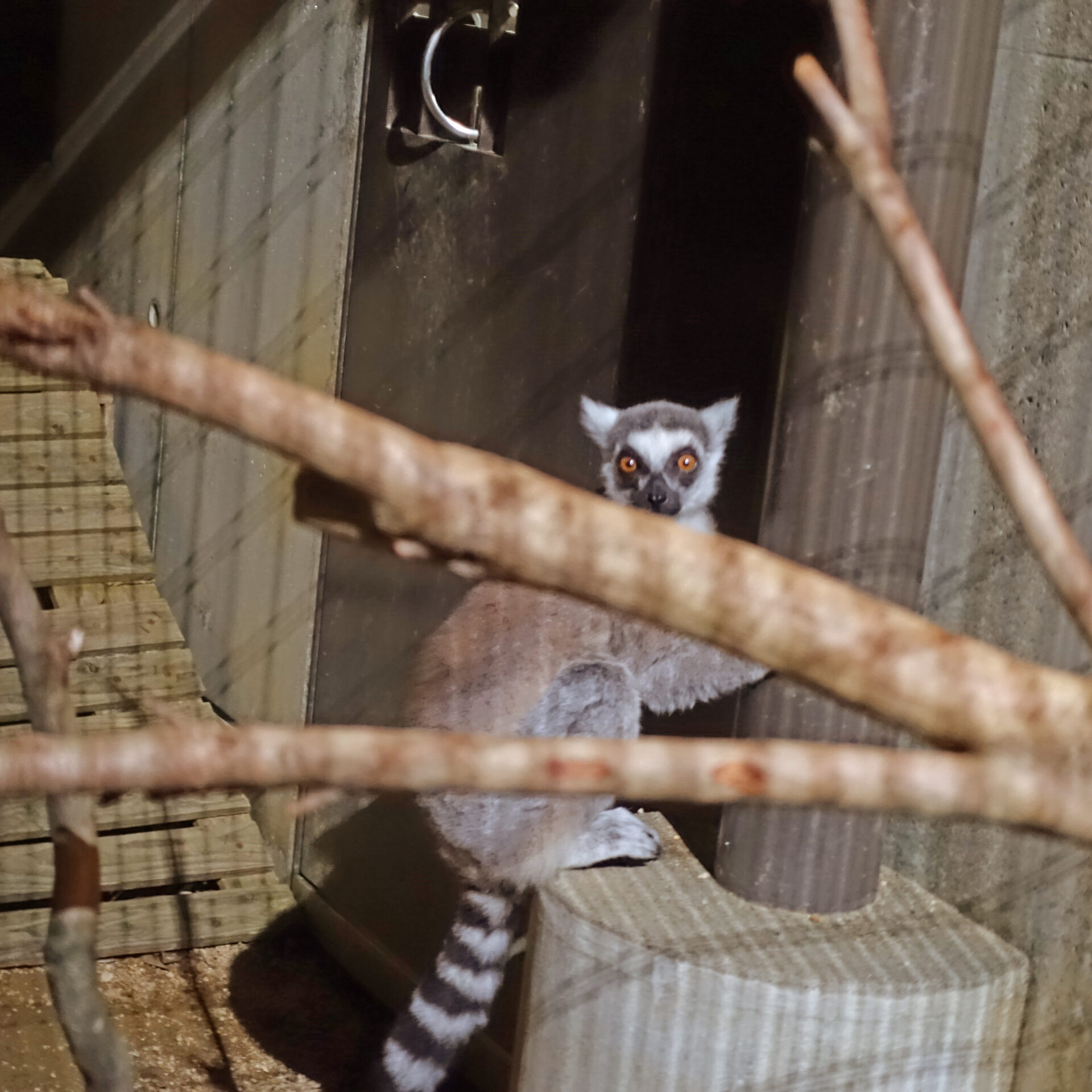 夜の動物園のワオキツネザル