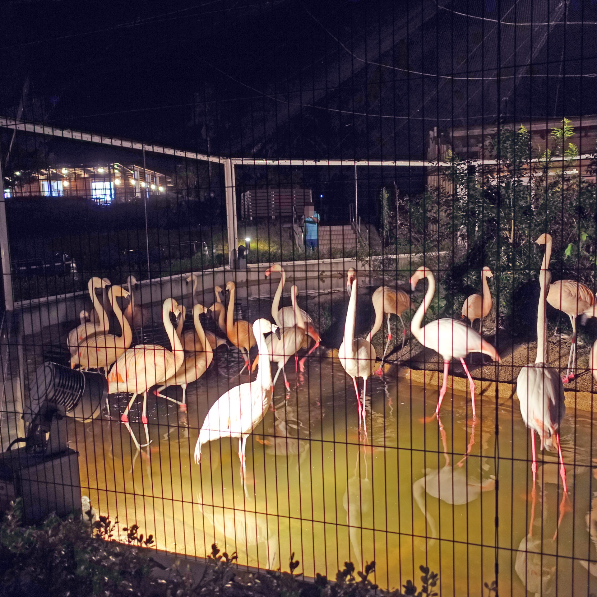 夜の動物園のフラミンゴ