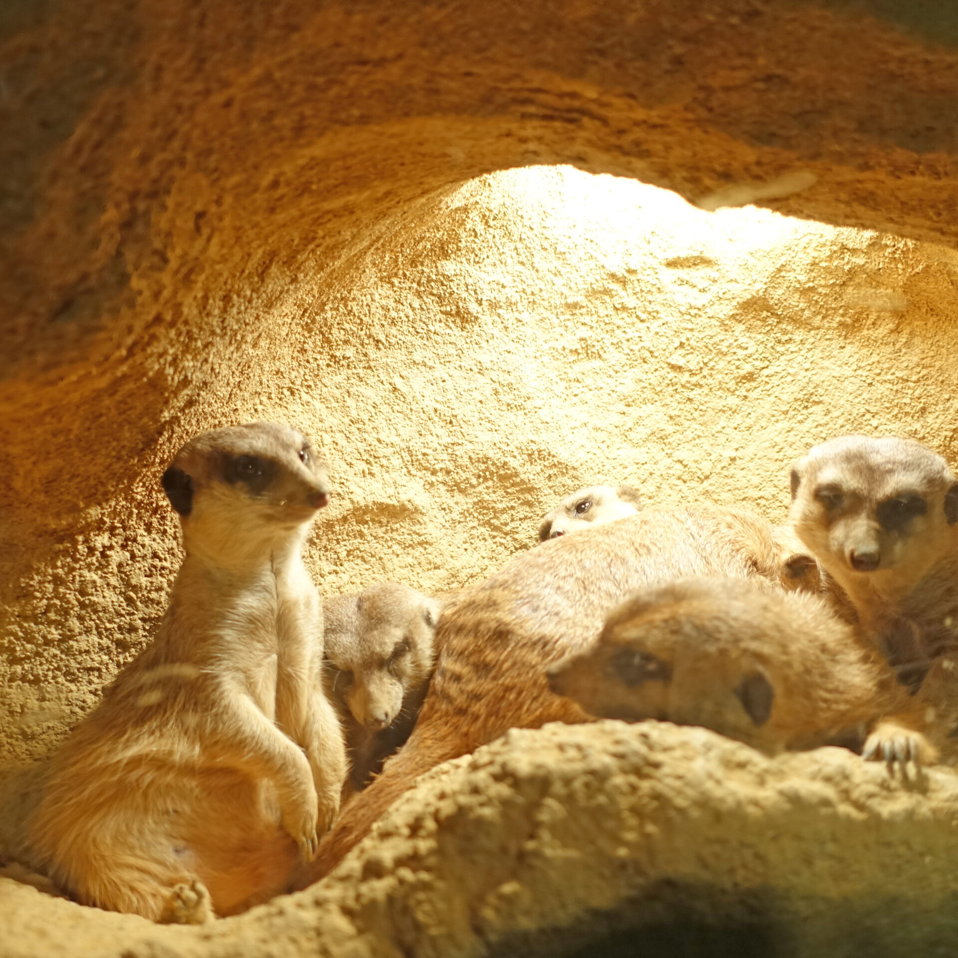 夜の動物園のミーアキャット