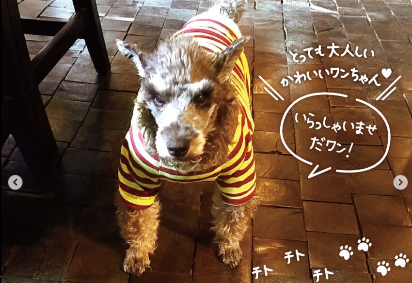 レカンの看板犬リープちゃん